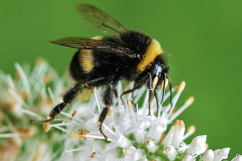 Bild på en humla som pollinerar 