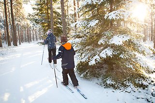 Två personer åker längdskidor i skogen.